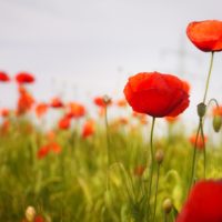 Bobine et poesie pommeret inspiration nature champ de coquelicot