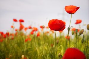 Bobine et poesie pommeret inspiration nature champ de coquelicot